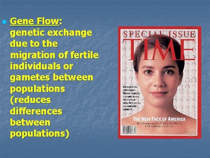 n Gene Flow: genetic exchange due to the migration of fertile individuals or gametes