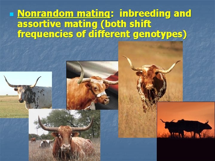 n Nonrandom mating: inbreeding and assortive mating (both shift frequencies of different genotypes) 
