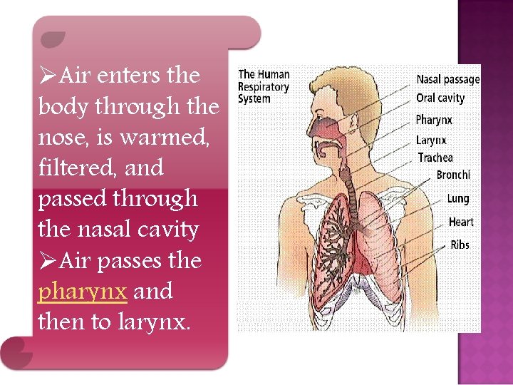 ØAir enters the body through the nose, is warmed, filtered, and passed through the