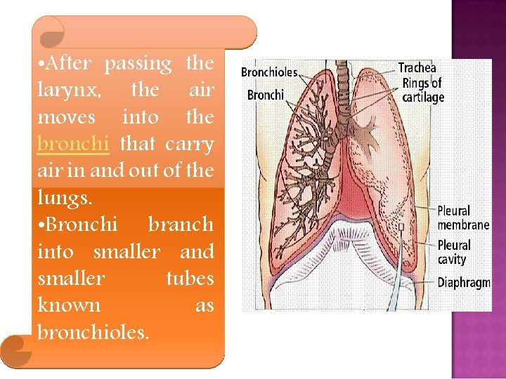  • After passing the larynx, the air moves into the bronchi that carry