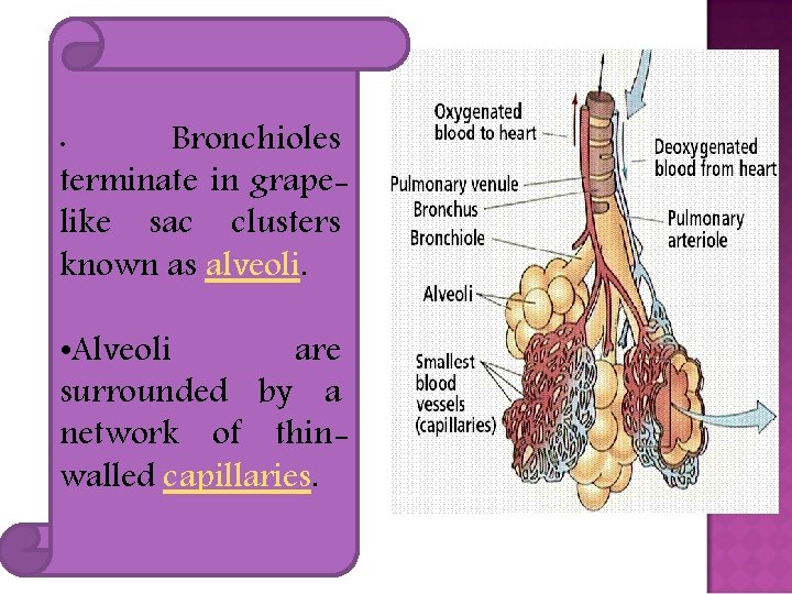 Bronchioles terminate in grapelike sac clusters known as alveoli. • • Alveoli are surrounded