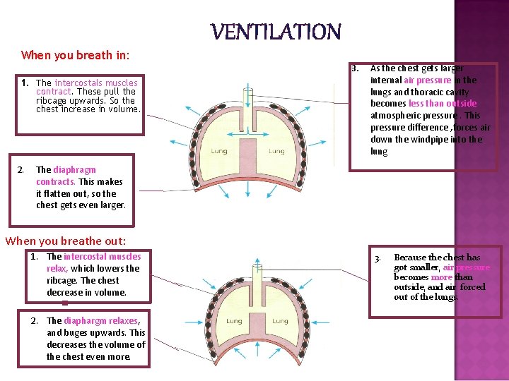 When you breath in: 1. The intercostals muscles contract. These pull the ribcage upwards.