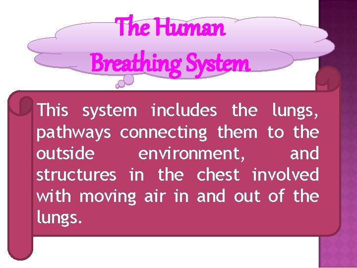The Human Breathing System This system includes the lungs, pathways connecting them to the