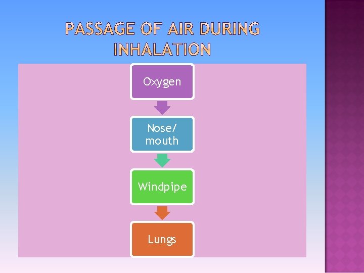 Oxygen Nose/ mouth Windpipe Lungs 