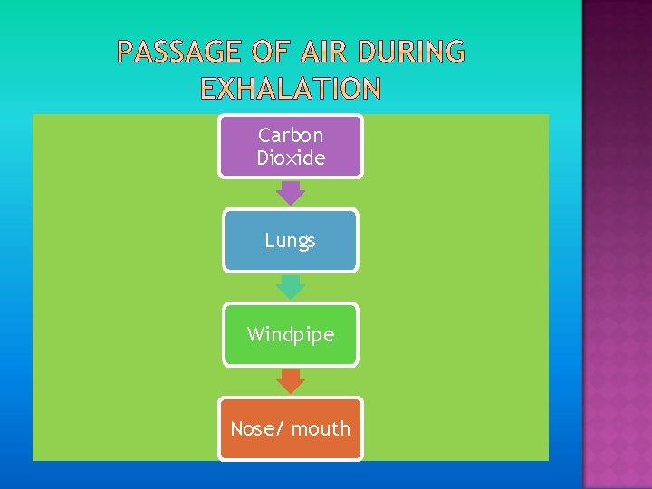 Carbon Dioxide Lungs Windpipe Nose/ mouth 