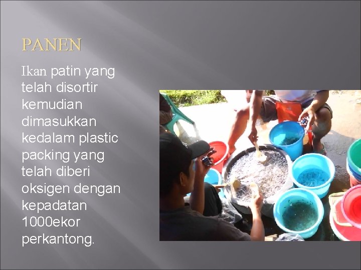 PANEN Ikan patin yang telah disortir kemudian dimasukkan kedalam plastic packing yang telah diberi