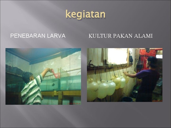 kegiatan PENEBARAN LARVA KULTUR PAKAN ALAMI 