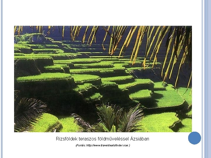Rizsföldek teraszos földműveléssel Ázsiában (Forrás: http: //www. traveldealsfinder. com) 