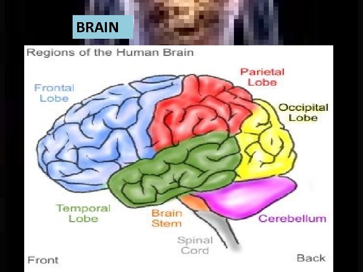 BRAIN 