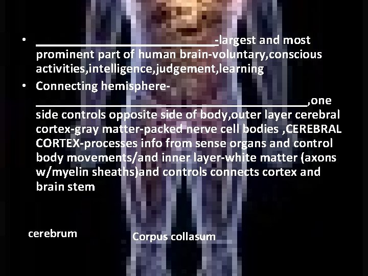  • ______________-largest and most prominent part of human brain-voluntary, conscious activities, intelligence, judgement,