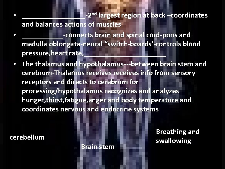  • _________-2 nd largest region at back –coordinates and balances actions of muscles