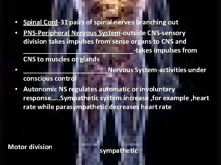 • Spinal Cord-31 pairs of spinal nerves branching out • PNS-Peripheral Nervous System-outside