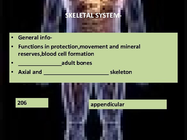 SKELETAL SYSTEM • General info • Functions in protection, movement and mineral reserves, blood