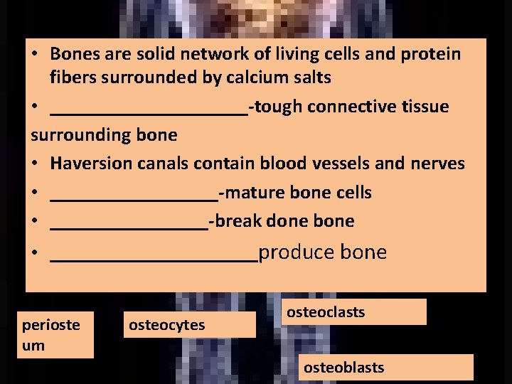  • Bones are solid network of living cells and protein fibers surrounded by