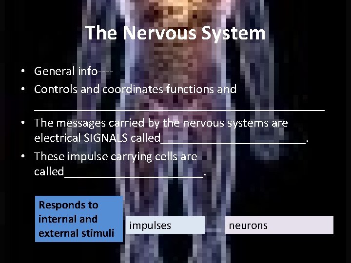 The Nervous System • General info--- • Controls and coordinates functions and _______________________ •