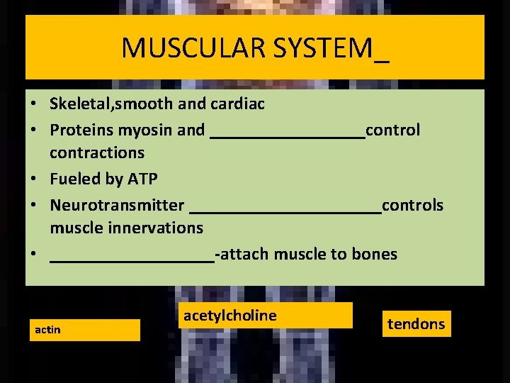MUSCULAR SYSTEM_ • Skeletal, smooth and cardiac • Proteins myosin and _________control contractions •