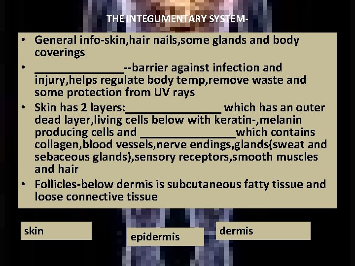 THE INTEGUMENTARY SYSTEM- • General info-skin, hair nails, some glands and body coverings •