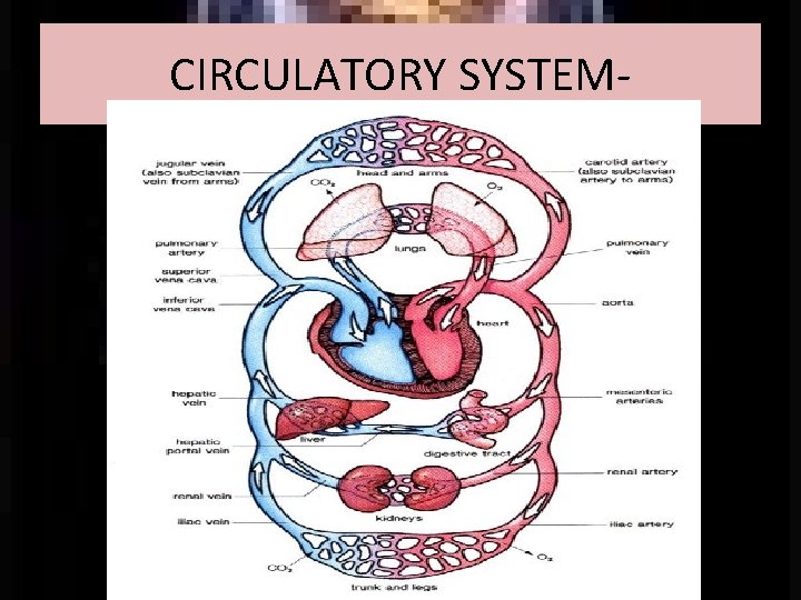 CIRCULATORY SYSTEM- 