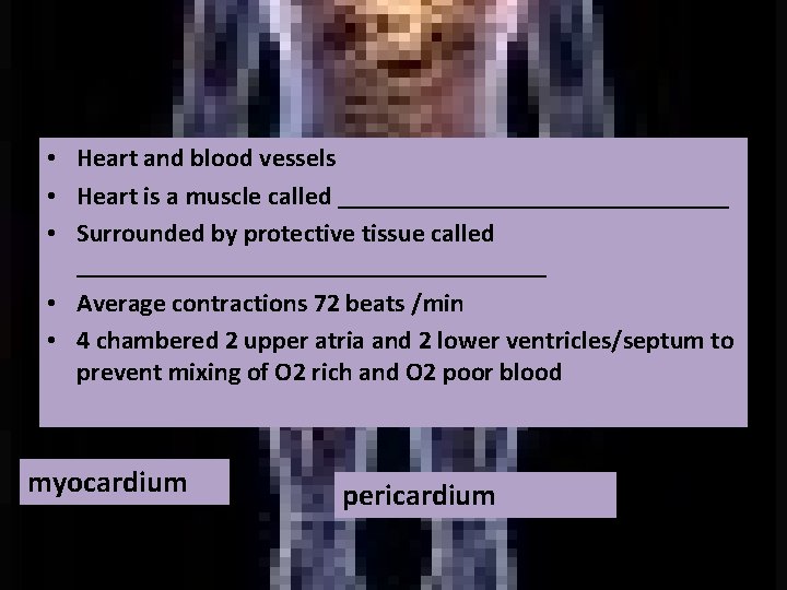  • Heart and blood vessels • Heart is a muscle called _______________ •