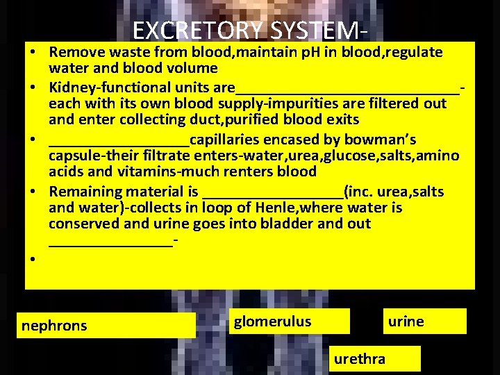 EXCRETORY SYSTEM- • Remove waste from blood, maintain p. H in blood, regulate water