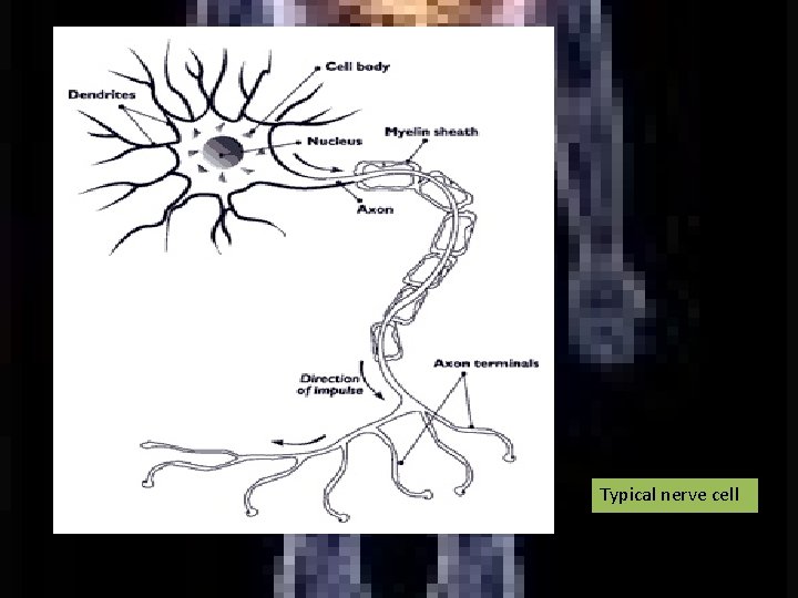 Typical nerve cell 