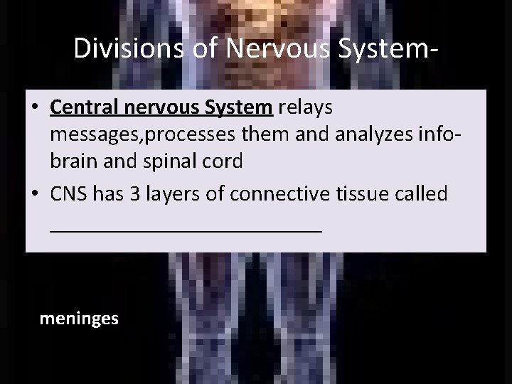 Divisions of Nervous System • Central nervous System relays messages, processes them and analyzes