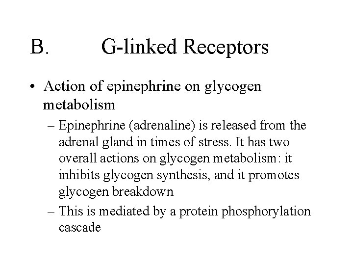B. G-linked Receptors • Action of epinephrine on glycogen metabolism – Epinephrine (adrenaline) is