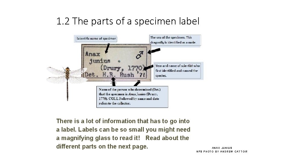 1. 2 The parts of a specimen label There is a lot of information