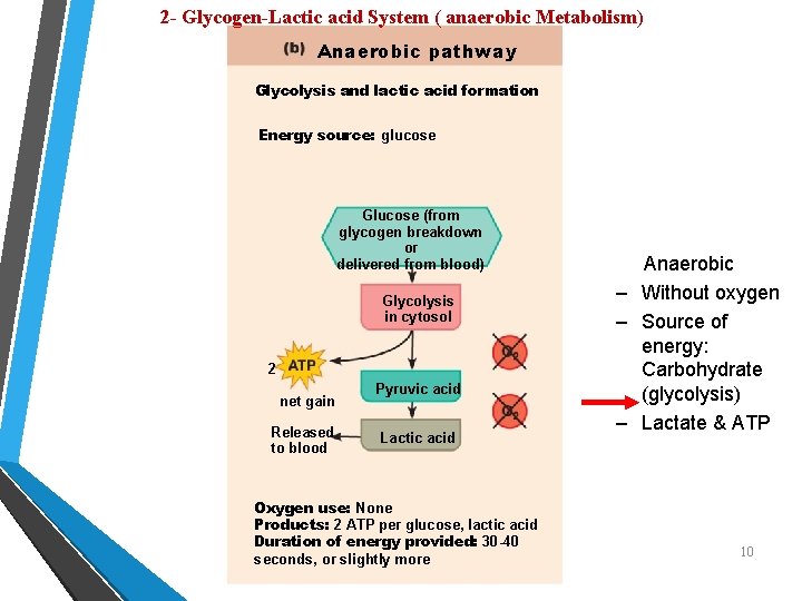 2 - Glycogen-Lactic acid System ( anaerobic Metabolism) Anaerobic pathway Glycolysis and lactic acid