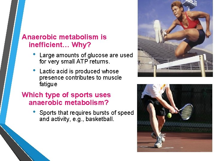 Anaerobic metabolism is inefficient… Why? • Large amounts of glucose are used for very