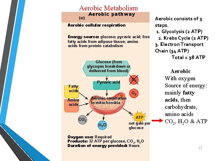 Aerobic Metabolism Aerobic pathway Aerobic cellular respiration Energy source: glucose; pyruvic acid; free fatty