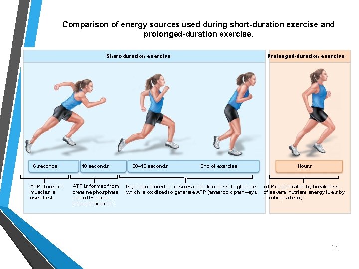 Comparison of energy sources used during short-duration exercise and prolonged-duration exercise. Short-duration exercise 6