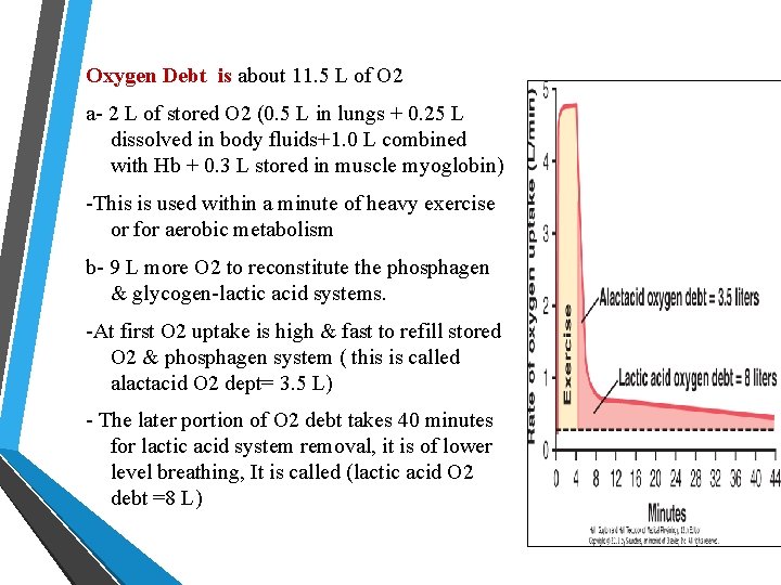 Oxygen Debt is about 11. 5 L of O 2 a- 2 L of