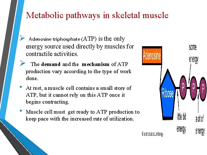 Metabolic pathways in skeletal muscle Ø Adenosine triphosphate (ATP) is the only energy source