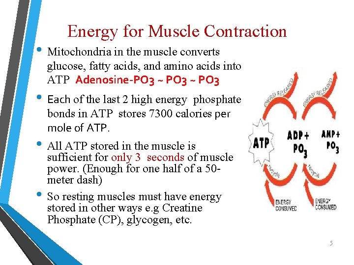 Energy for Muscle Contraction • Mitochondria in the muscle converts glucose, fatty acids, and