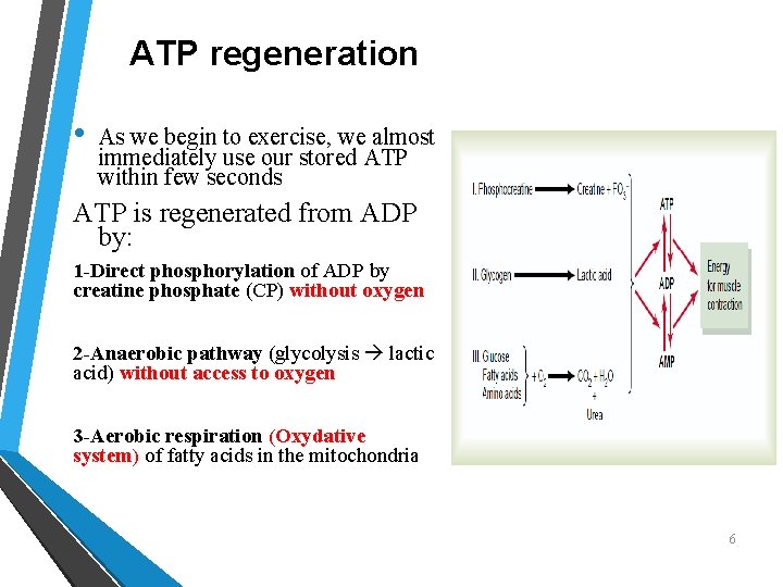 ATP regeneration • As we begin to exercise, we almost immediately use our stored