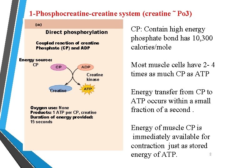 1 -Phosphocreatine-creatine system (creatine ˜ Po 3) Direct phosphorylation Coupled reaction of creatine Phosphate