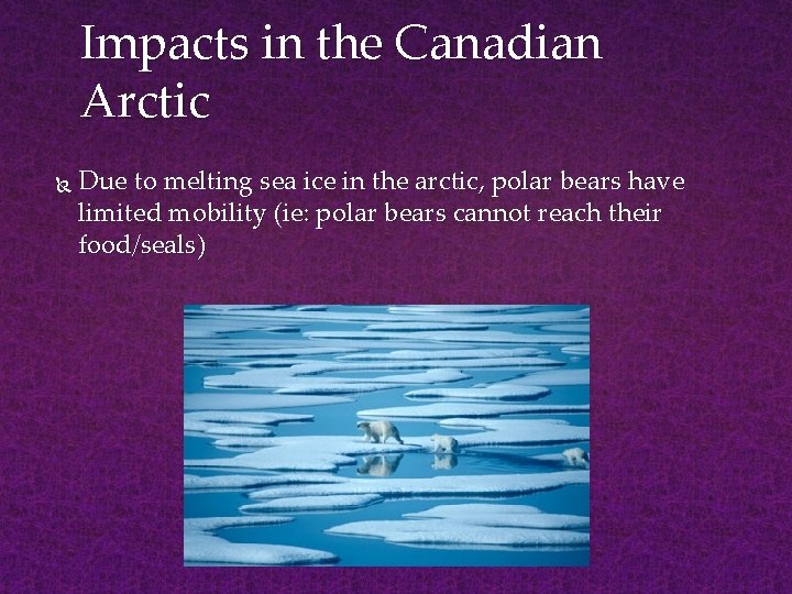 Impacts in the Canadian Arctic Due to melting sea ice in the arctic, polar