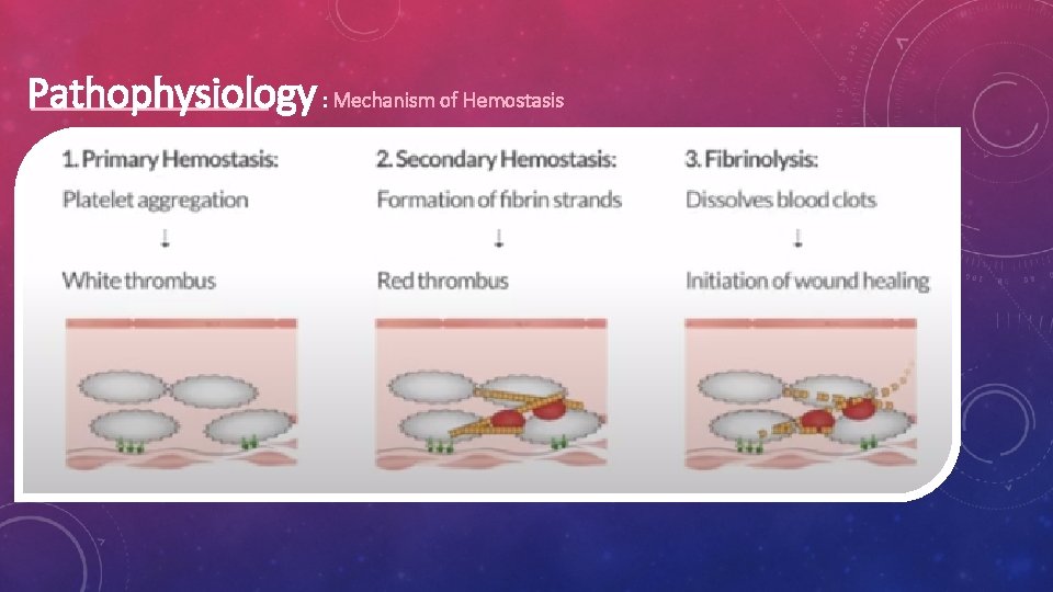 Pathophysiology : Mechanism of Hemostasis 