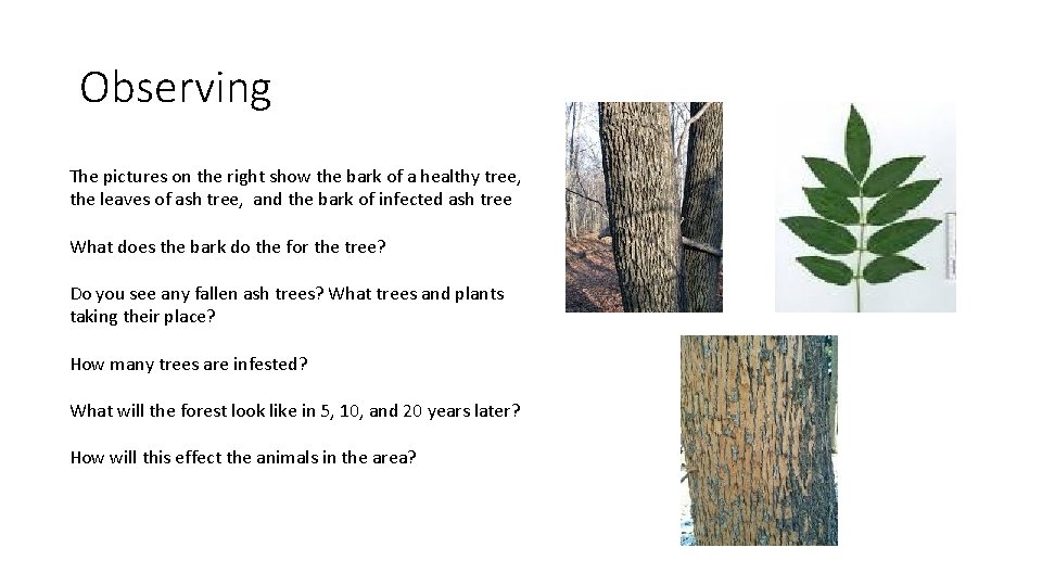 Observing The pictures on the right show the bark of a healthy tree, the