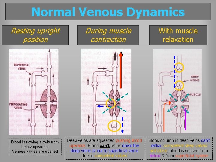 Normal Venous Dynamics Resting upright position Blood is flowing slowly from below-upwards. Venous valves