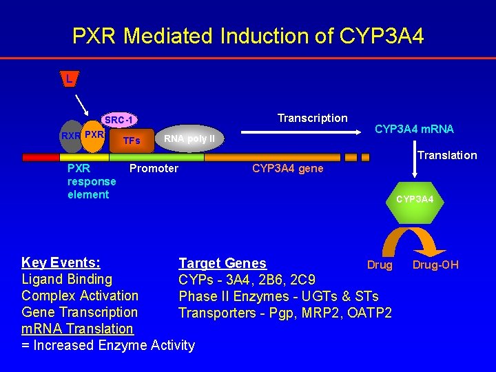 PXR Mediated Induction of CYP 3 A 4 L Transcription SRC-1 RXR PXR TFs