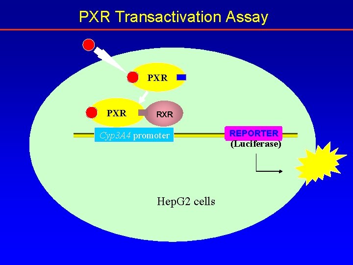 PXR Transactivation Assay PXR RXR Cyp 3 A 4 promoter Hep. G 2 cells