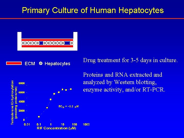 Primary Culture of Human Hepatocytes ECM Hepatocytes Drug treatment for 3 -5 days in