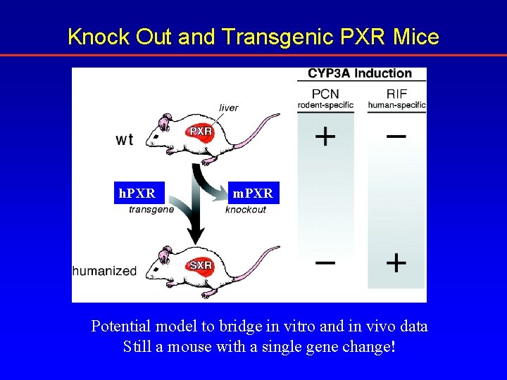 Knock Out and Transgenic PXR Mice h. PXR m. PXR Potential model to bridge