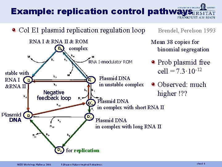 Example: replication control pathways Col E 1 plasmid replication regulation loop RNA I &