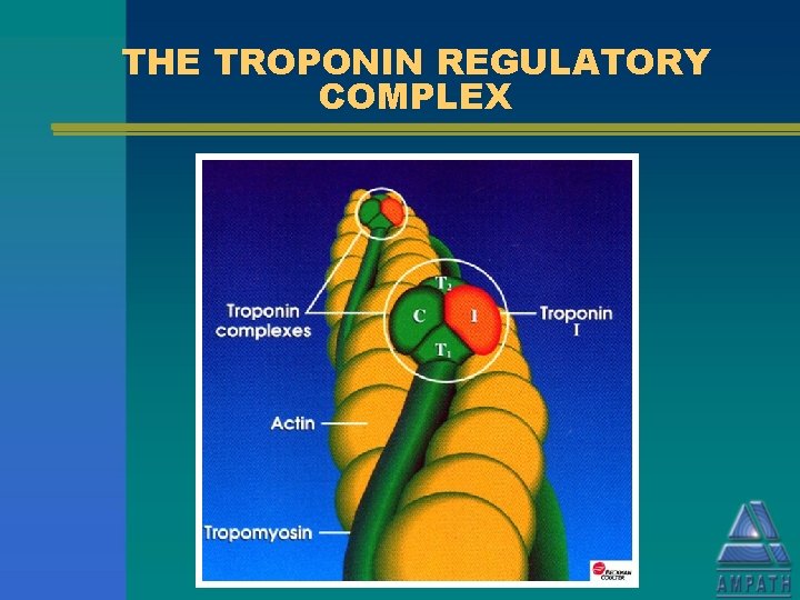 THE TROPONIN REGULATORY COMPLEX 