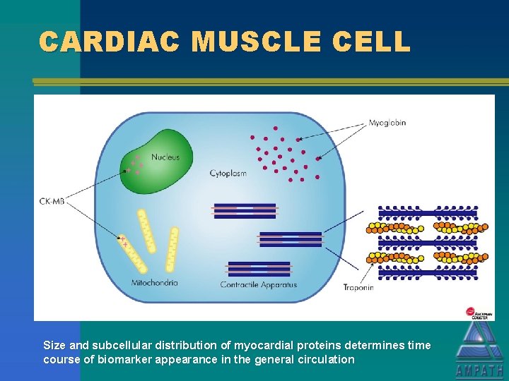 CARDIAC MUSCLE CELL Size and subcellular distribution of myocardial proteins determines time course of