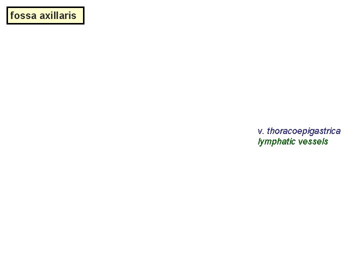 fossa axillaris v. thoracoepigastrica lymphatic vessels 