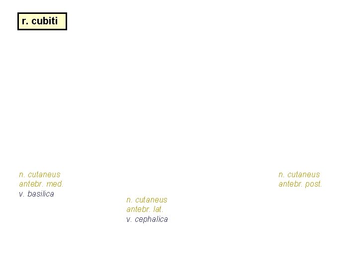 r. cubiti n. cutaneus antebr. med. v. basilica n. cutaneus antebr. post. n. cutaneus